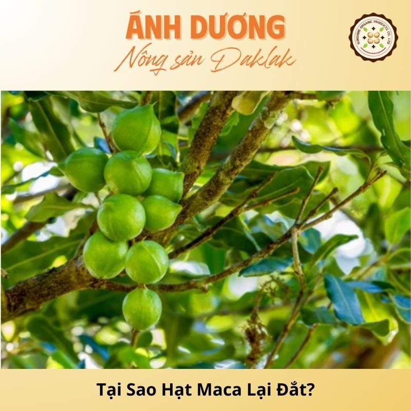 Why Are Macadamia Nuts Expensive? Explanation of Cause