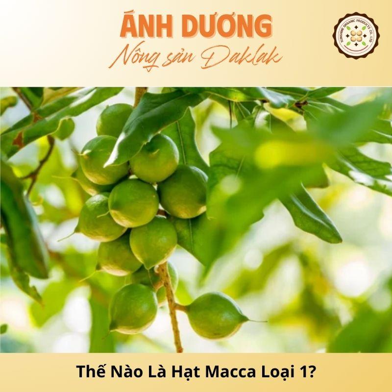 What Are Type 1 Macadamia Nuts? How to Distinguish!